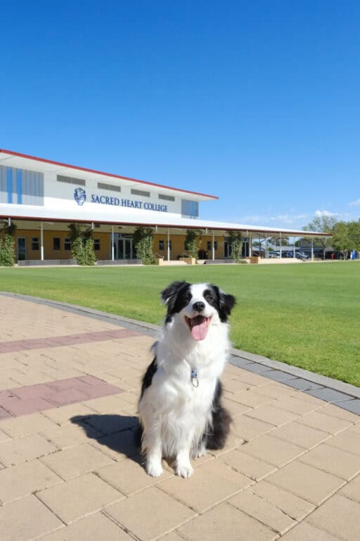Welcoming our Sacred Heart College 2026 Wellbeing Dogs